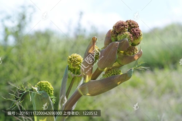 茴香植物開(kāi)花特寫(xiě)
