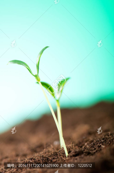 綠色苗木闡釋新生活理念