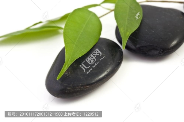石頭和樹葉