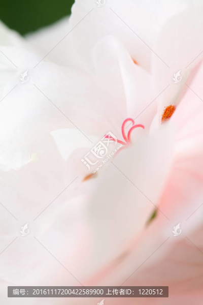 花之美