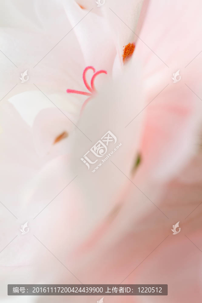 粉紅美
