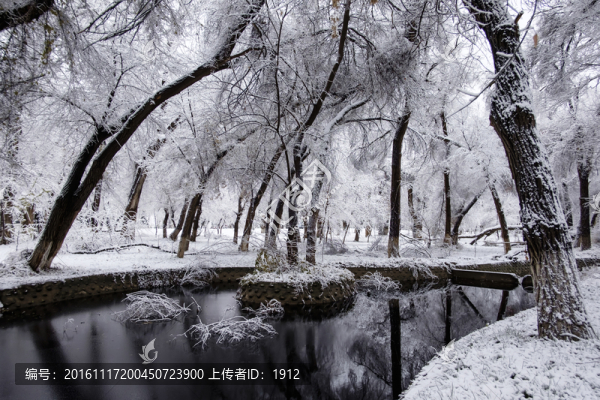 冬天的樹林