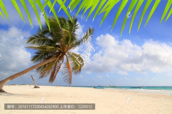 椰子樹熱帶典型背景