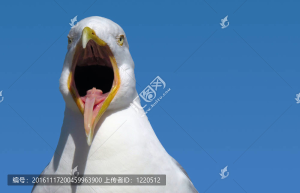 海鷗的嘴大開。