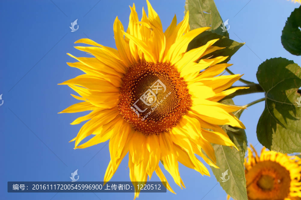 藍(lán)色背景上的黃色花