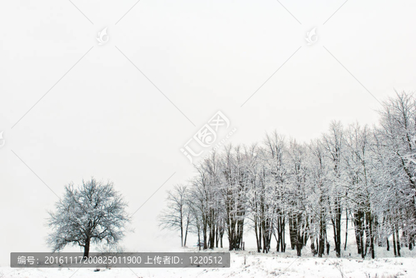 公園冬季樹木的背景