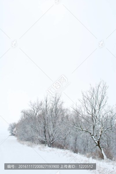 公園冬季樹木的背景