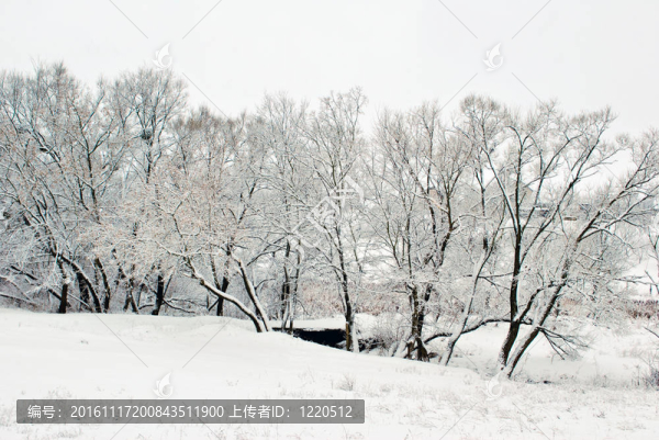公園冬季樹(shù)木的背景
