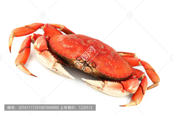 珍寶蟹
