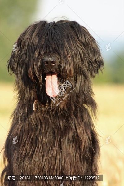 黑色的伯瑞犬