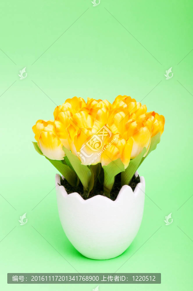 五顏六色的郁金香花在白壺里