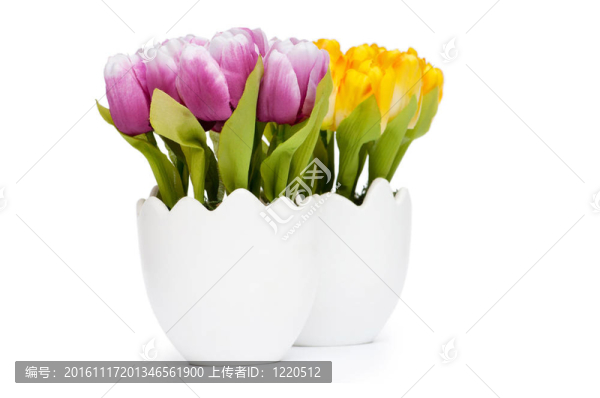 五顏六色的郁金香花在白壺里