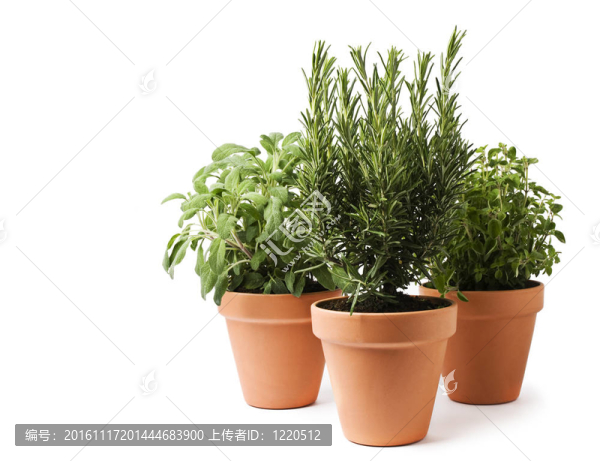 草本植物