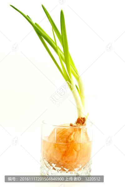 蔥