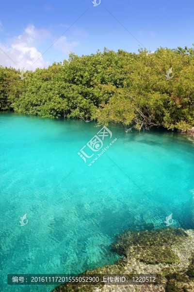 天然紅樹林的綠松石水Mayan,Riviera