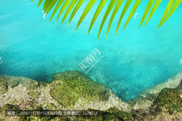 天然紅樹林的綠松石水Mayan,Riviera