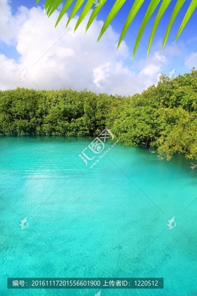 天然紅樹林的綠松石水Mayan,Riviera