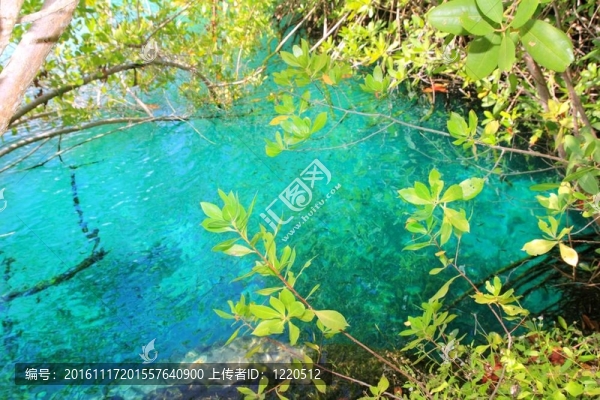 天然紅樹林的綠松石水Mayan,Riviera