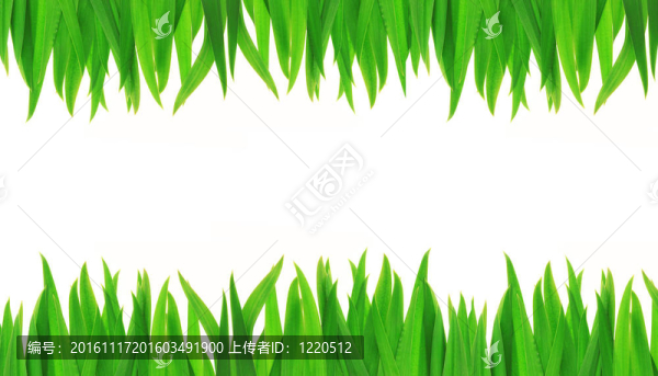 白色背景上的青草
