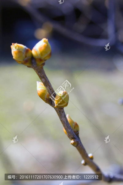 春天的花蕾
