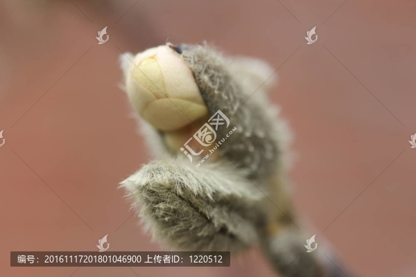 春天的Budding,Pussy,Willow