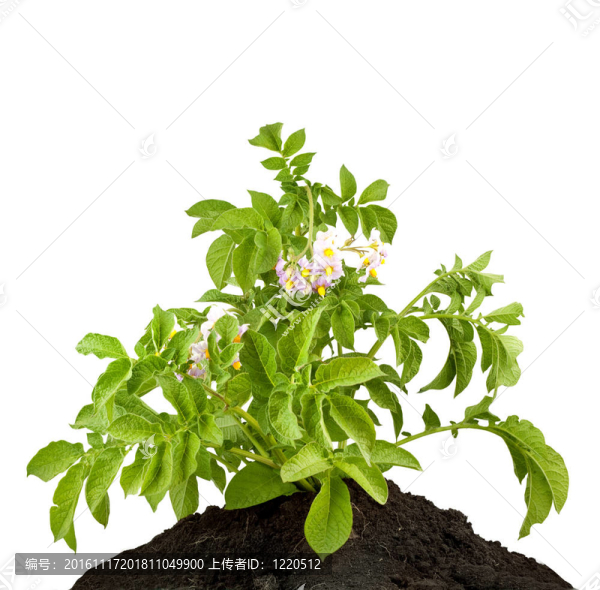 馬鈴薯葉