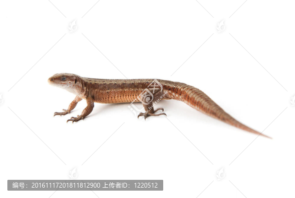 llizard