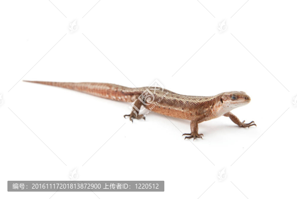 llizard