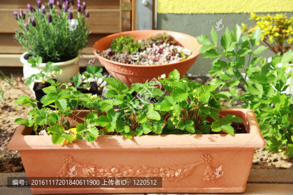 陽(yáng)臺(tái)或屋頂園藝