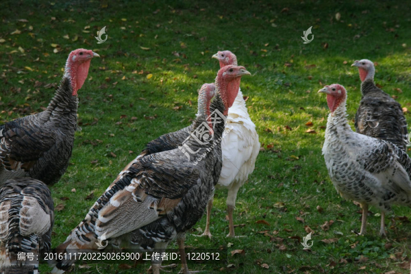土耳其-匯圖網(wǎng) www.fosd68.com 土耳其