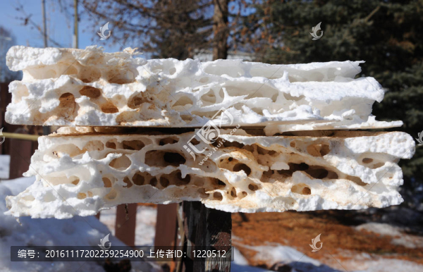 春家園裝修揭露聚苯乙烯絕緣損壞Carpenter,Ants
