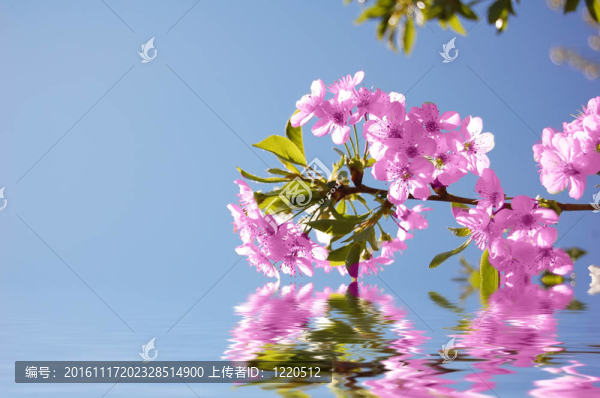 櫻桃花過水。