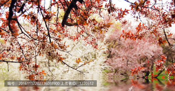公園顏色科。