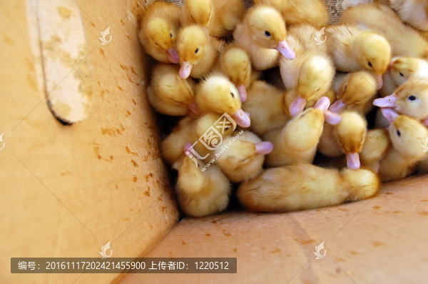 黃色的鴨子