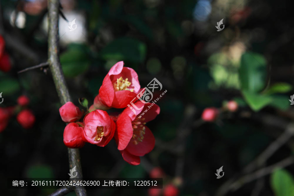 開花的樹