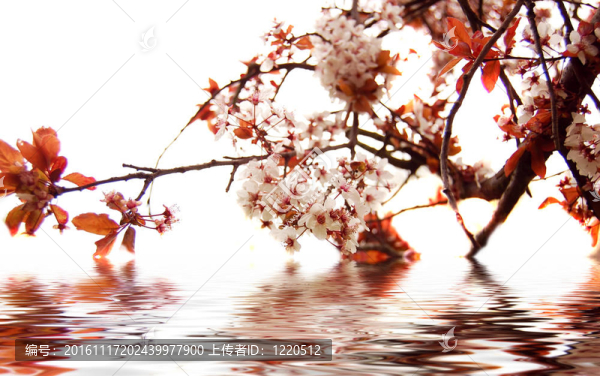 春季樹分枝。