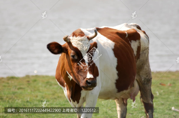 牛困惑的表情