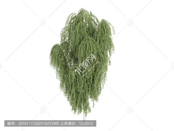 白樺和Betula