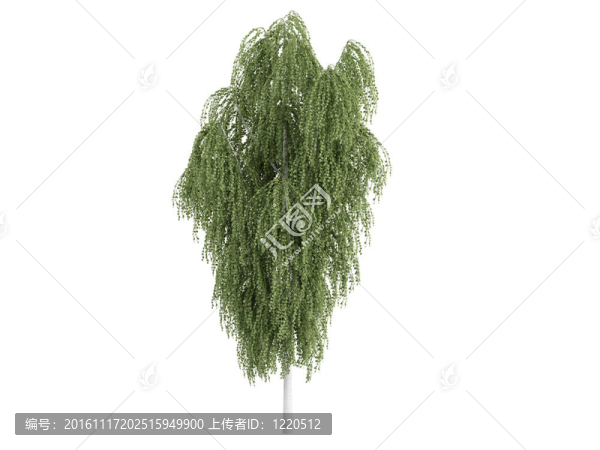 白樺和Betula