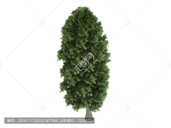 林登和Tilia,platyphyllos