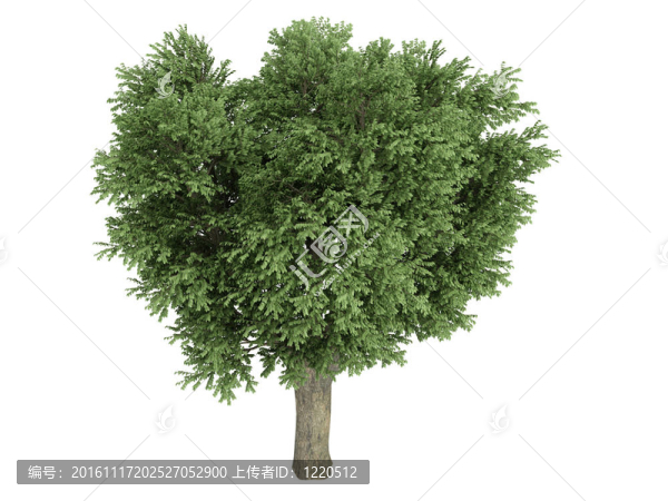 榆樹或者Ulmus,campestris