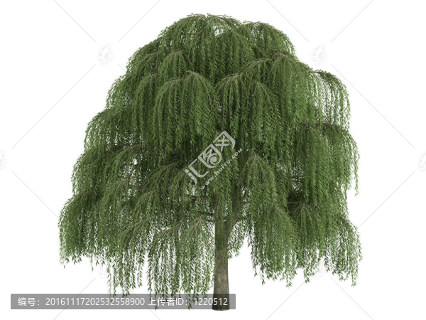 柳樹和Salix
