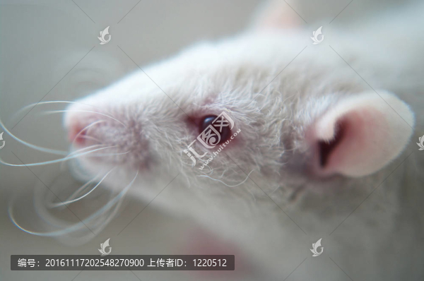 小白鼠