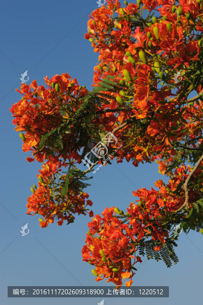 以色列之花-,Delonix,regia