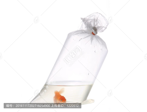 塑料袋中的金魚