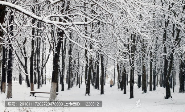 公園里的第一場(chǎng)雪