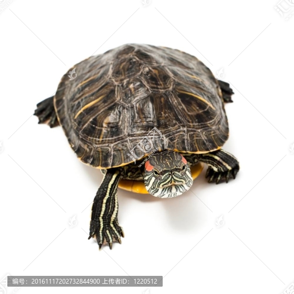 爬行動物