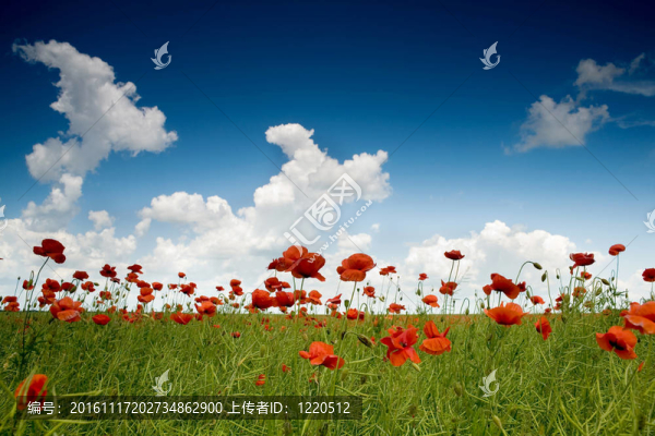 罌粟花田