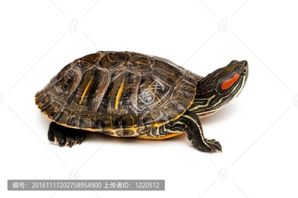 紅耳龜