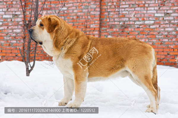 西班牙獒犬